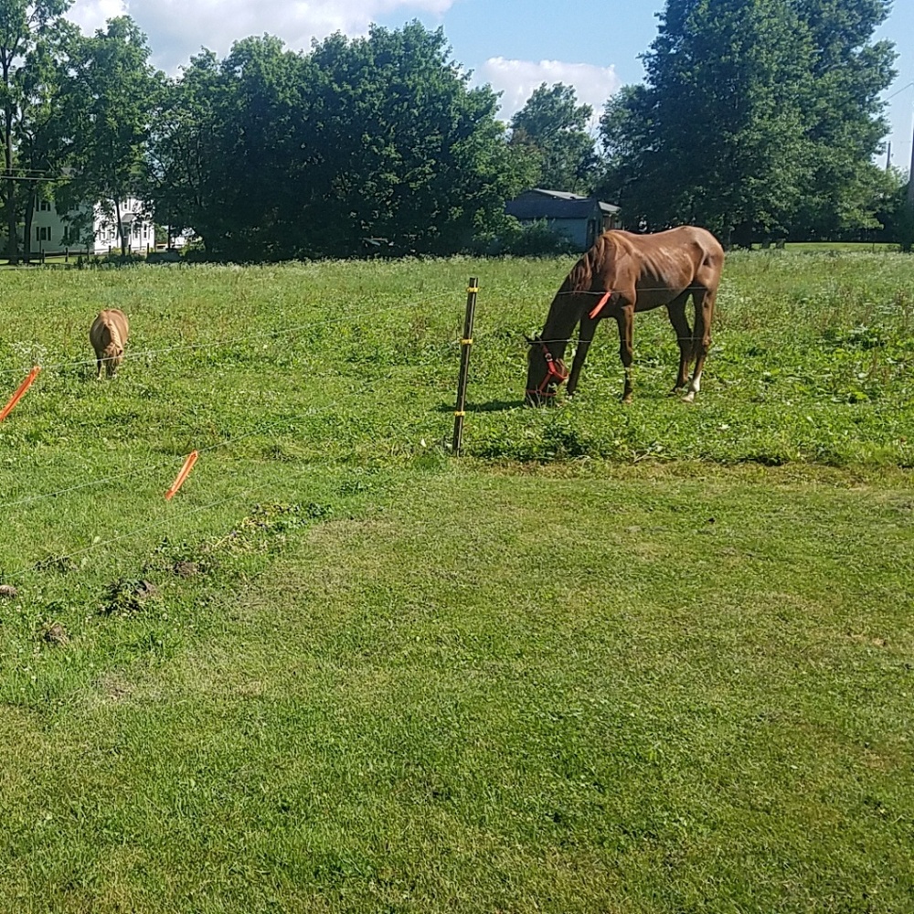 Got a new horse! DO NOT BUY THIS POST
